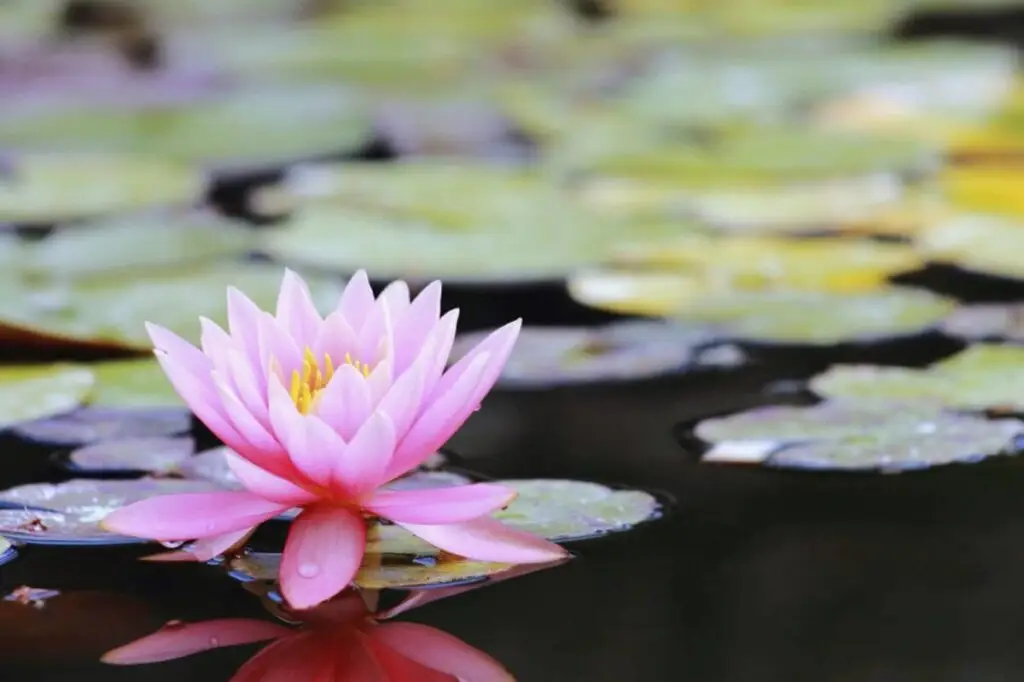 water lilies