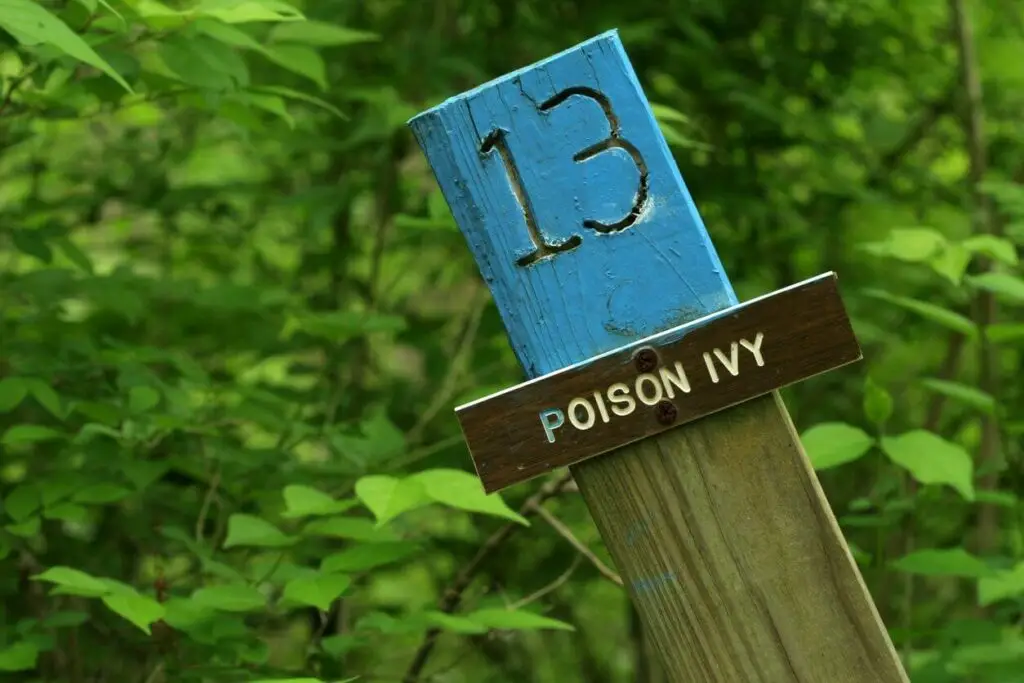 Poison ivy
