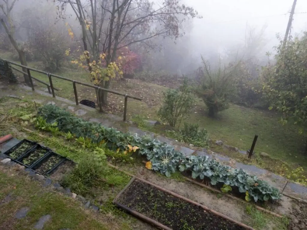 Portland Oregon Native Plants