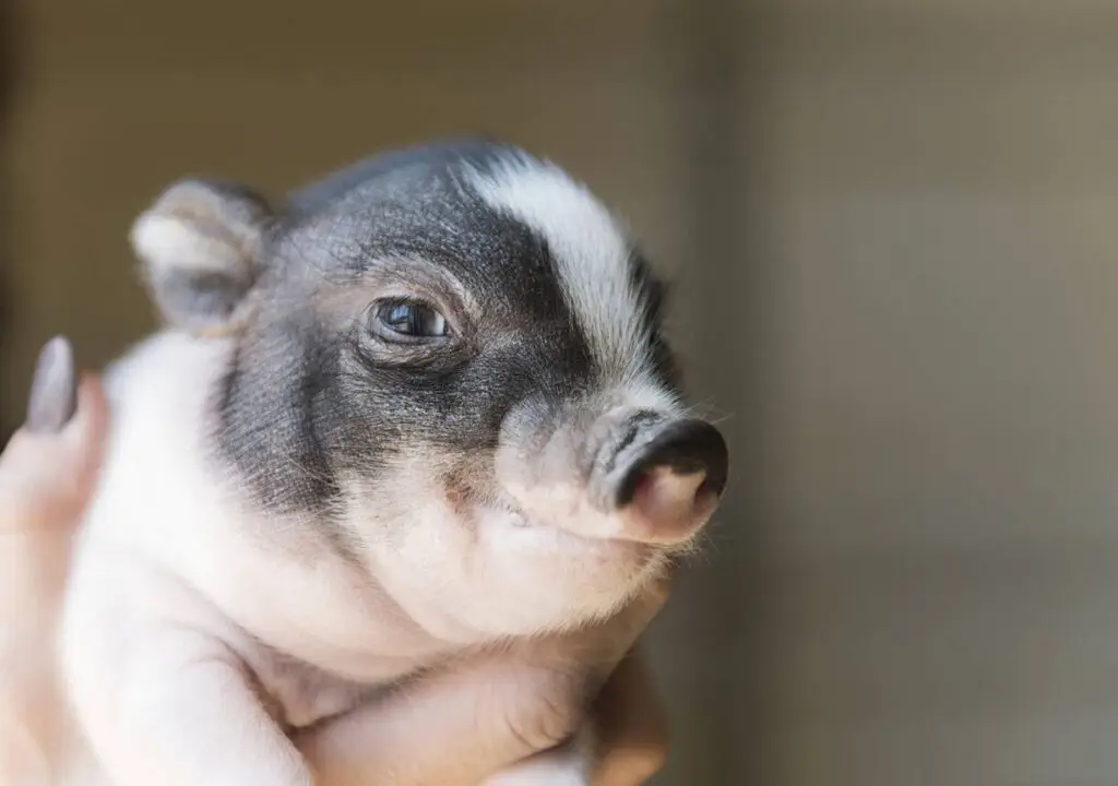 Pot Belly Pig