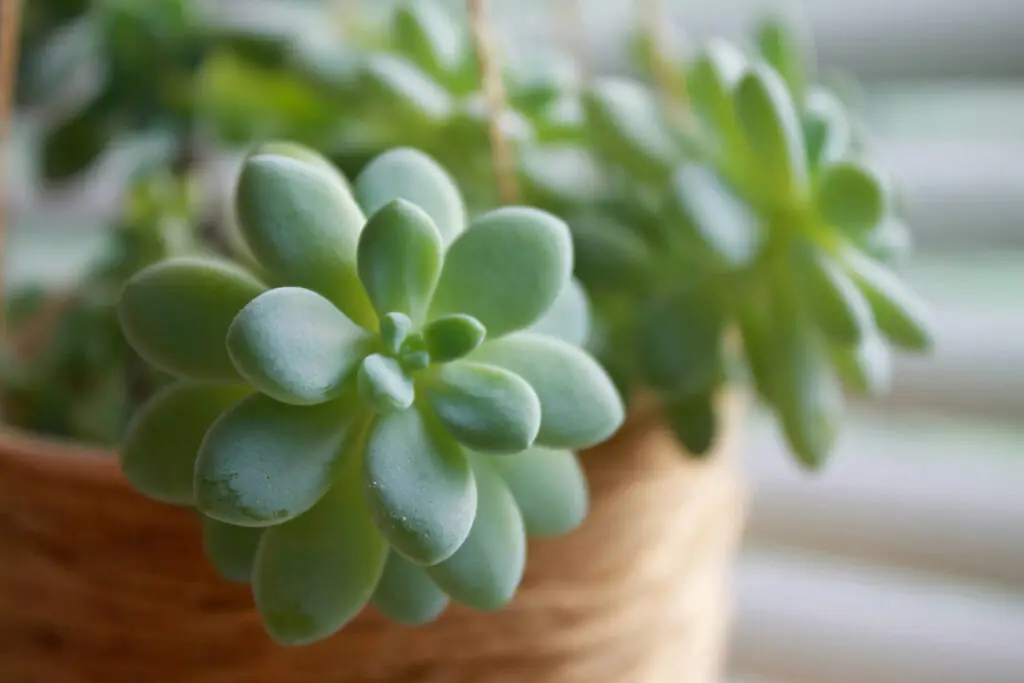 Propagating Succulents