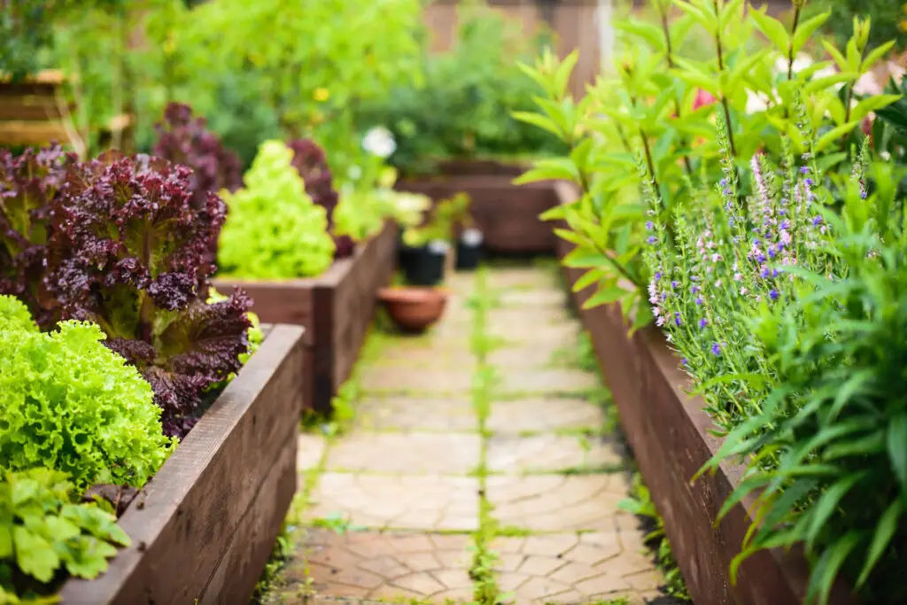 Raised Bed Garden