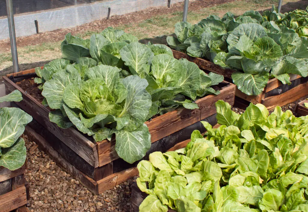 Raised Bed Leafy Greeens