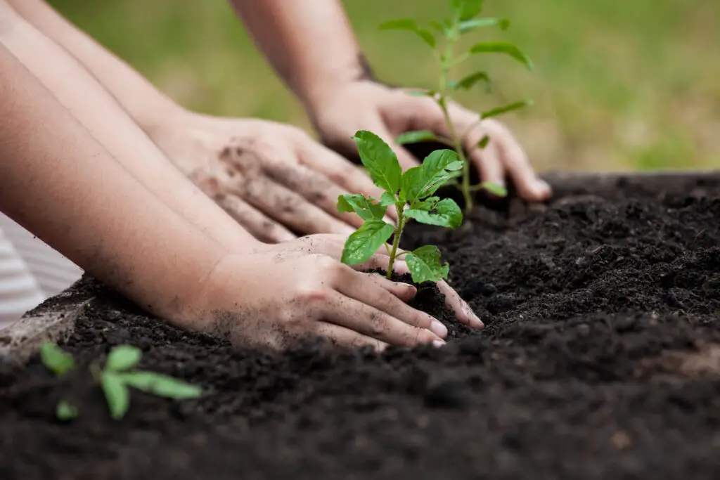 Raised Bed Soil
