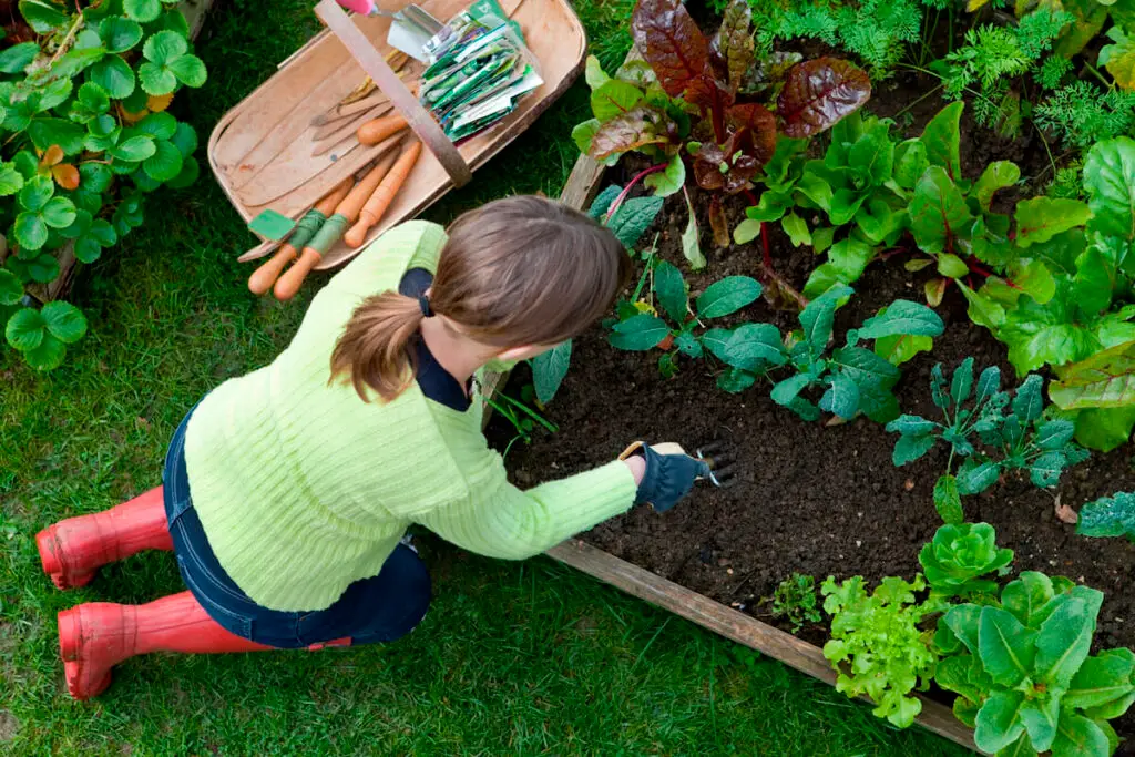 overhead view of woman working on prepping soil