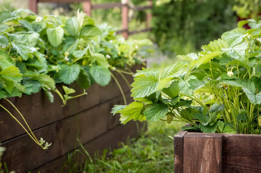 Raised Bed Strawberry Plants