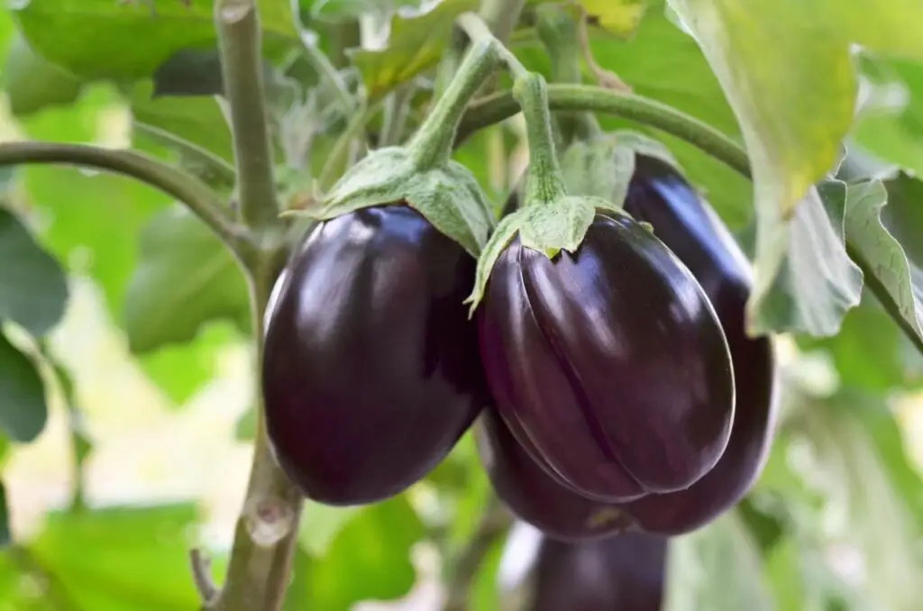 Ripe eggplant