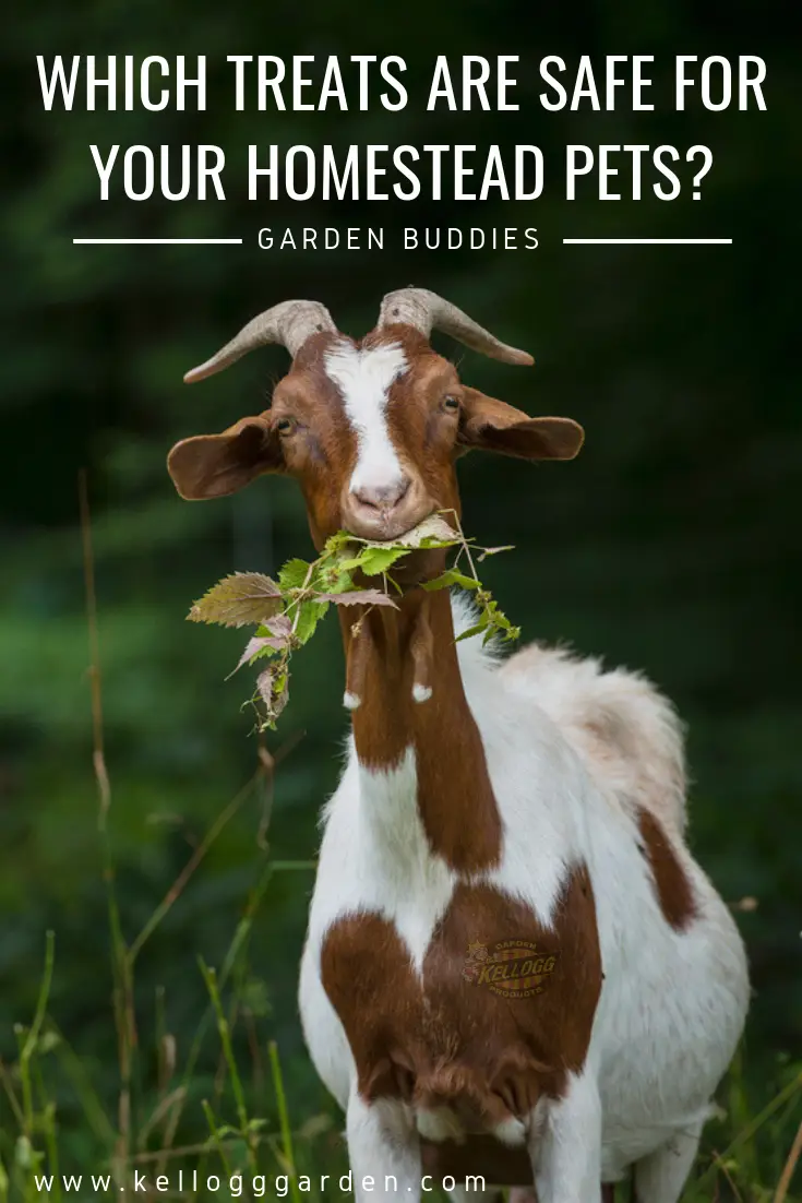 Safe treats for your homestead pets