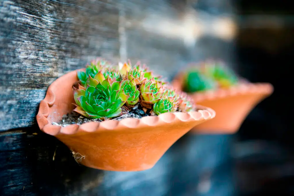 Sempervivum