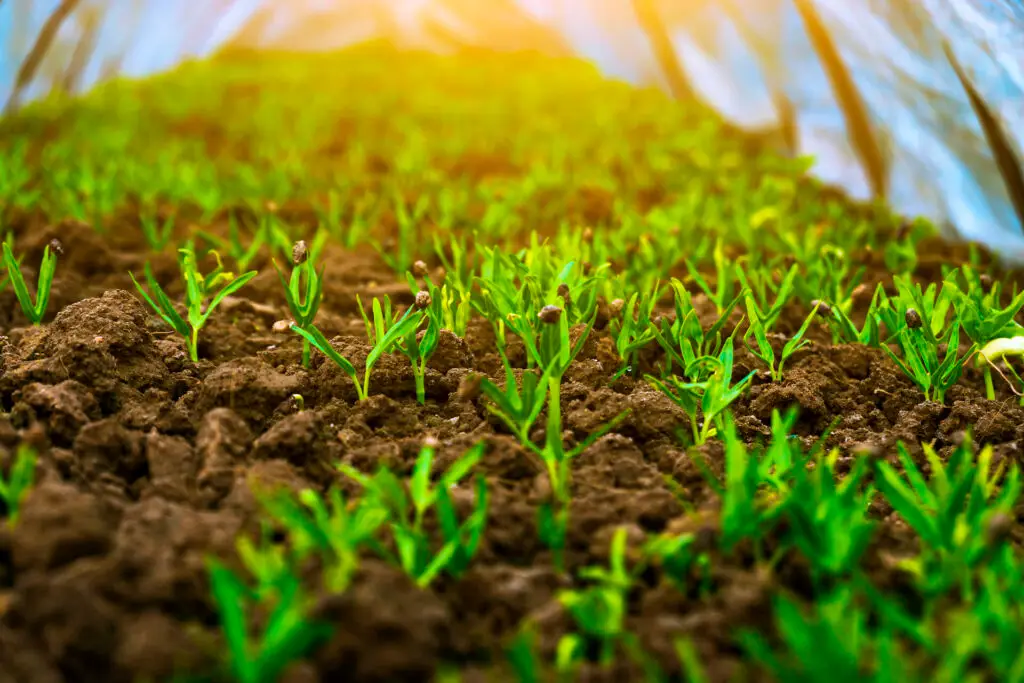 September Garden Checklist Zones 1 3