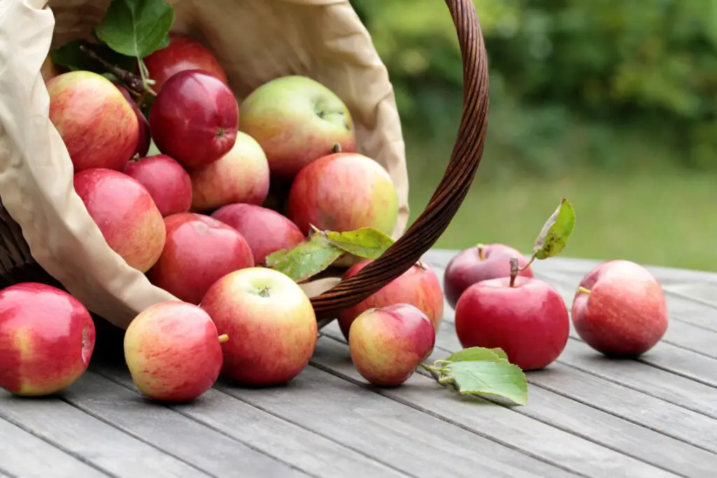 September Garden Checklist Zones 6 8
