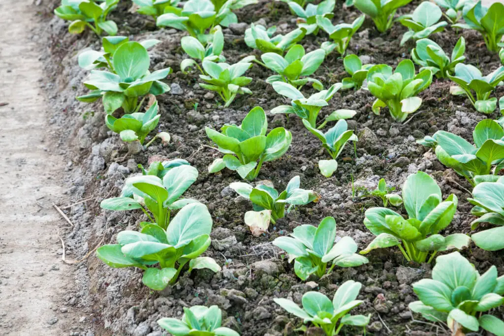 Soil with plants