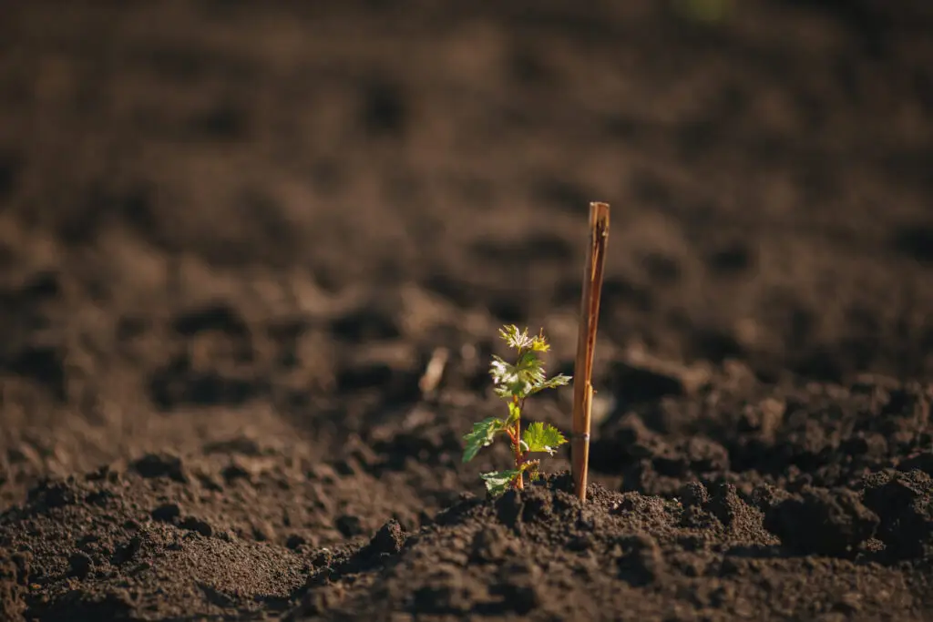 Sprout rootstock