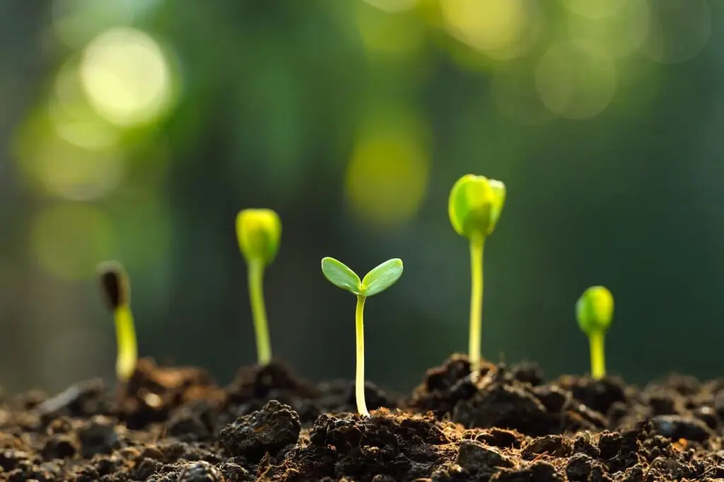Sprouting plants
