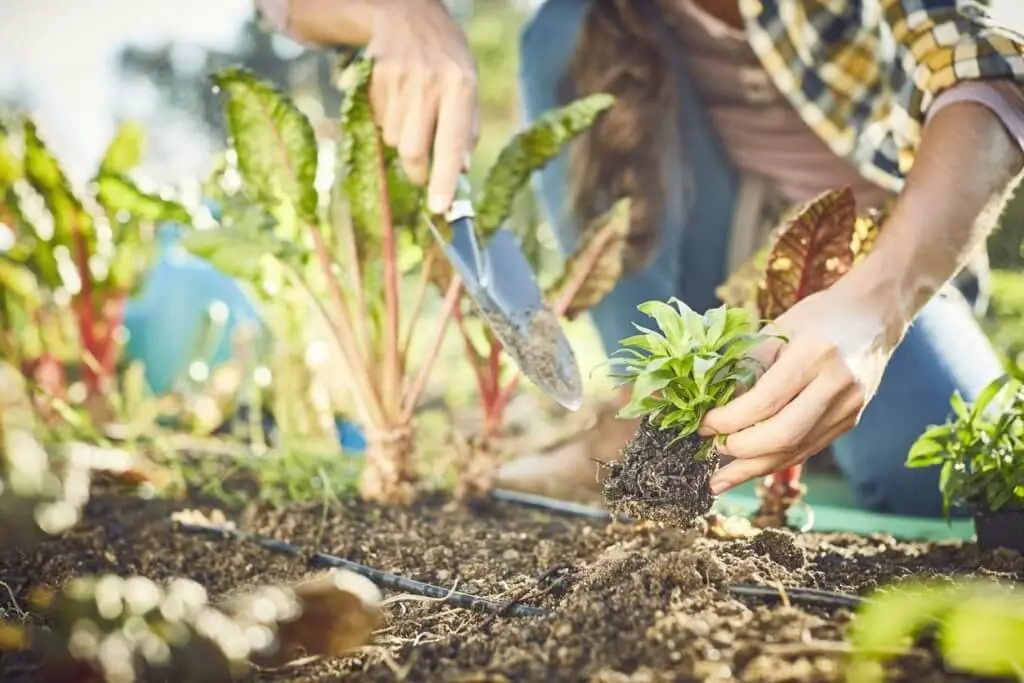 Starting your Organic Kitchen