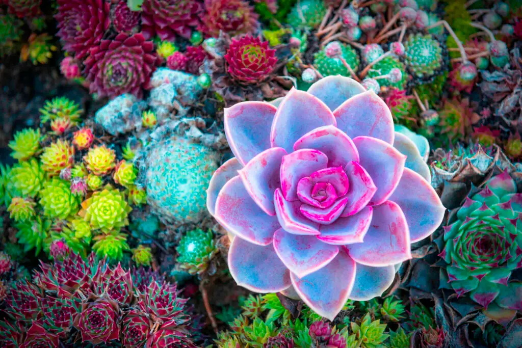 Succulent Care