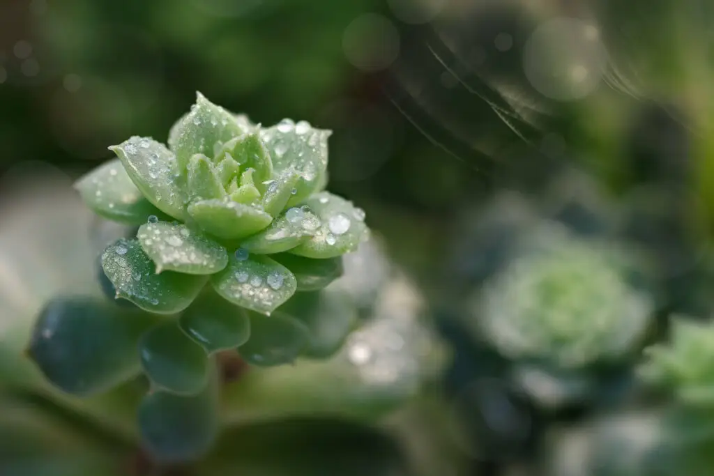 Succulents