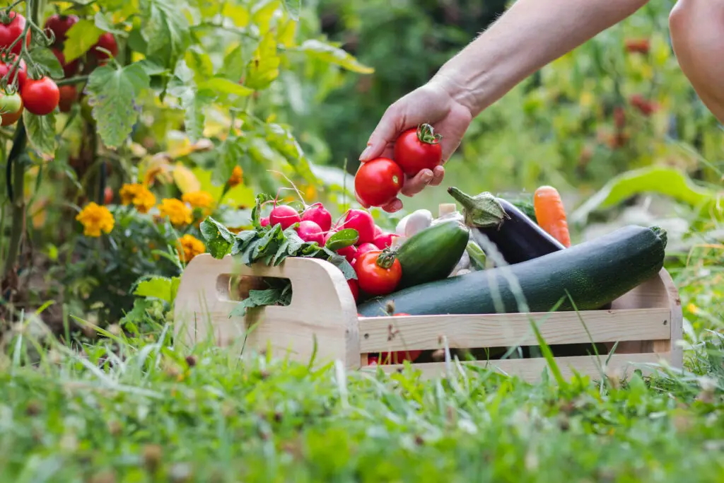 Summer Gardening July Garden Checklist Zones 4 5