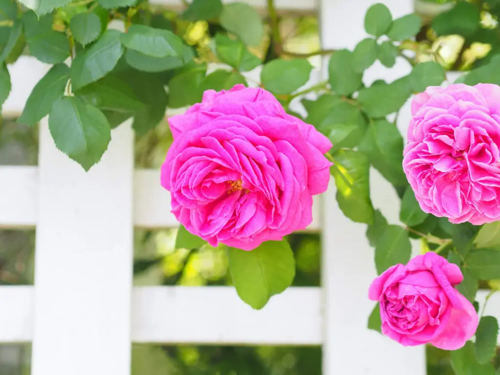 Summer Rose Care