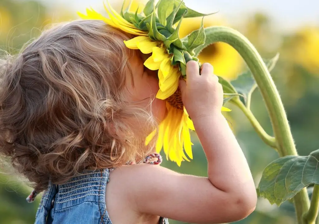 Sunflower Girl
