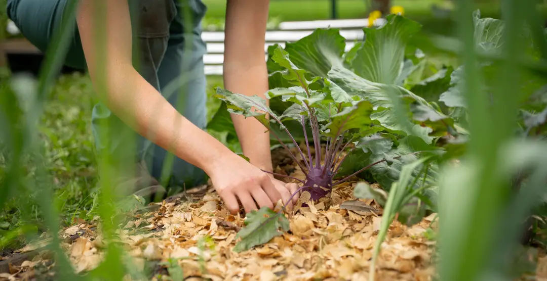 planting vegetables