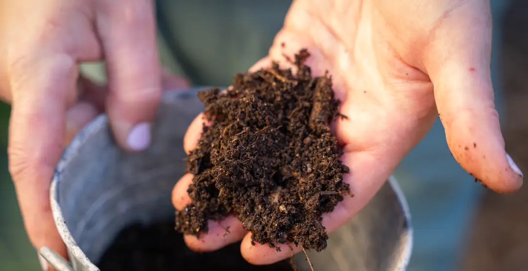 hands holding organic soil