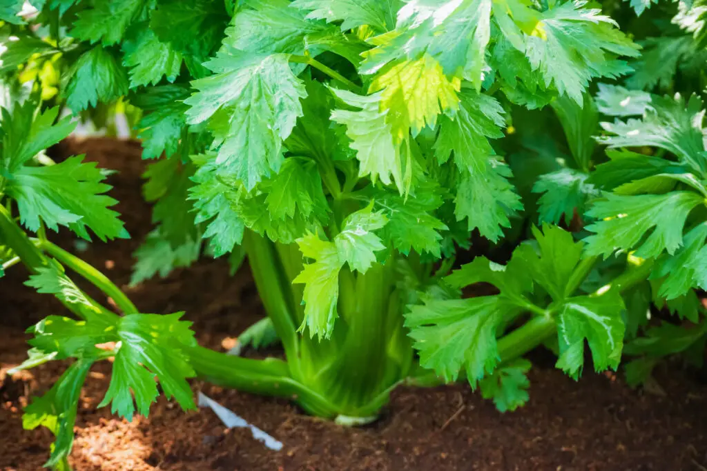 The Basics of Growing Celery