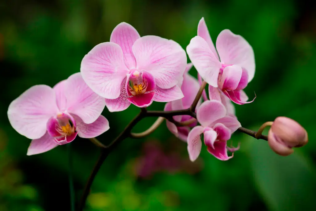 The Ultimate Guide to Orchid Care