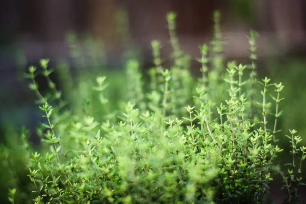 Thyme garden close up