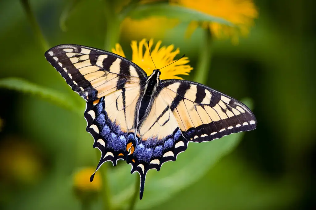 Tiger Swallowtail Butterfly