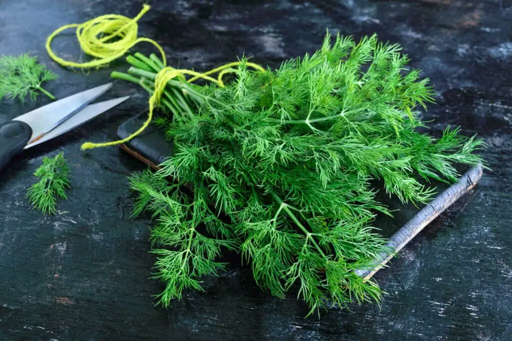 Tips for Growing Dill