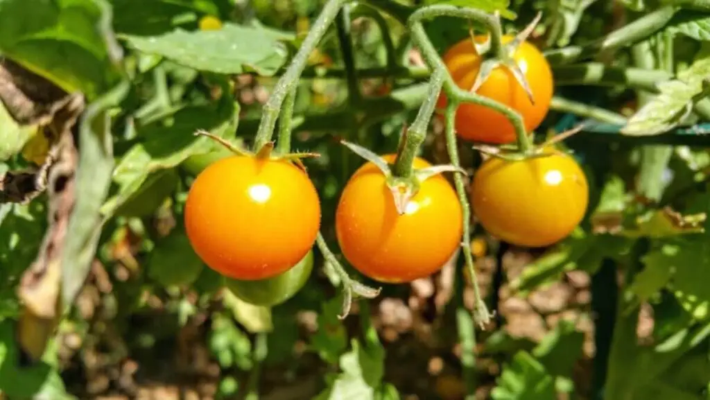 Tips for Tomatoes