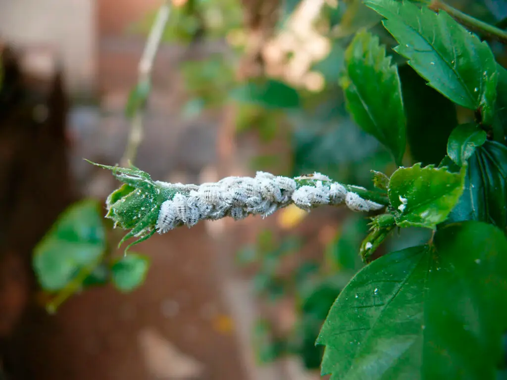 Understanding Mealybugs
