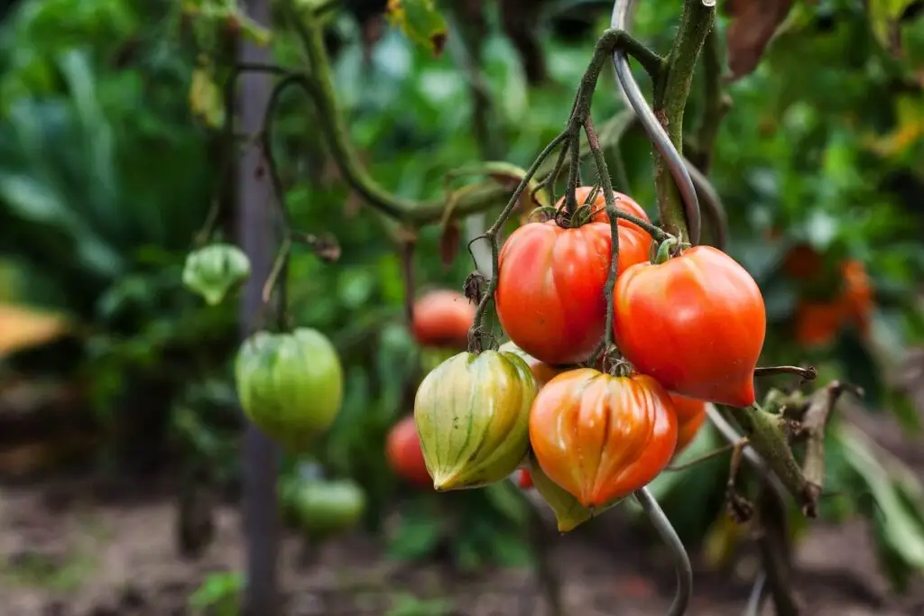 Varieties of Tomatoes