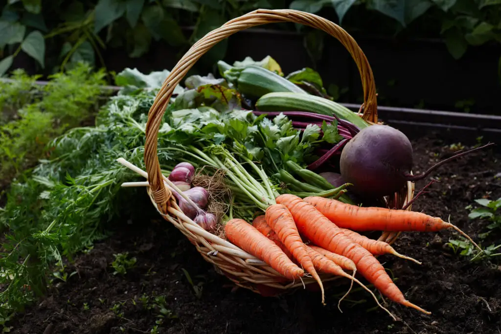 Vegetable Harvest
