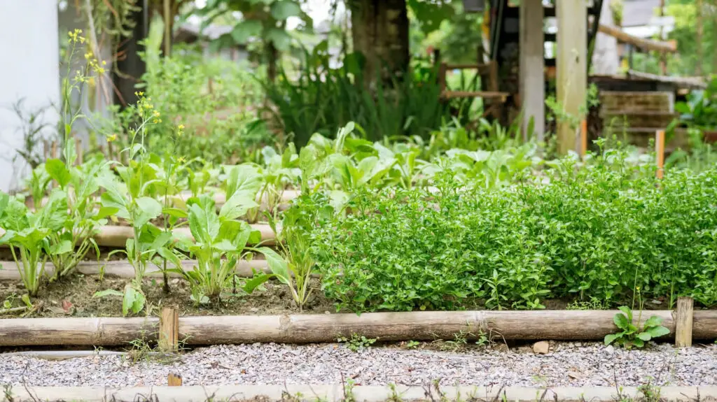 Vegetable garden