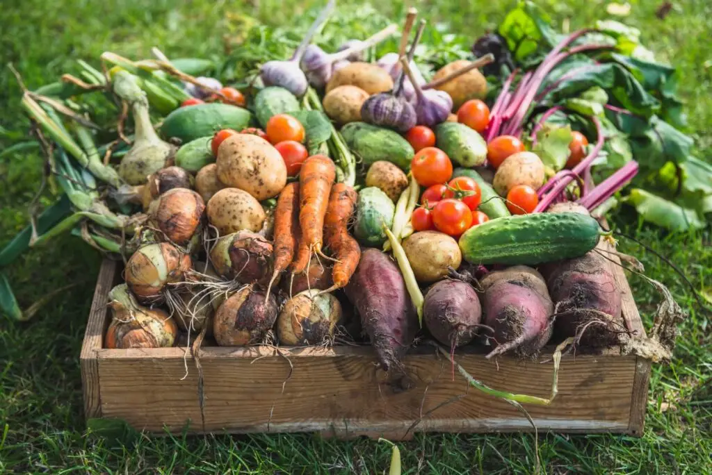 Vegetable harvest
