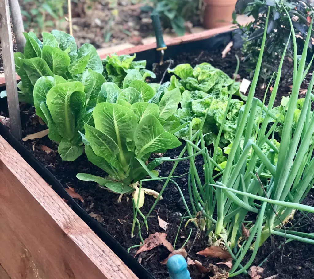 Vegetables in raised bed