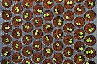 Veggie Seedlings