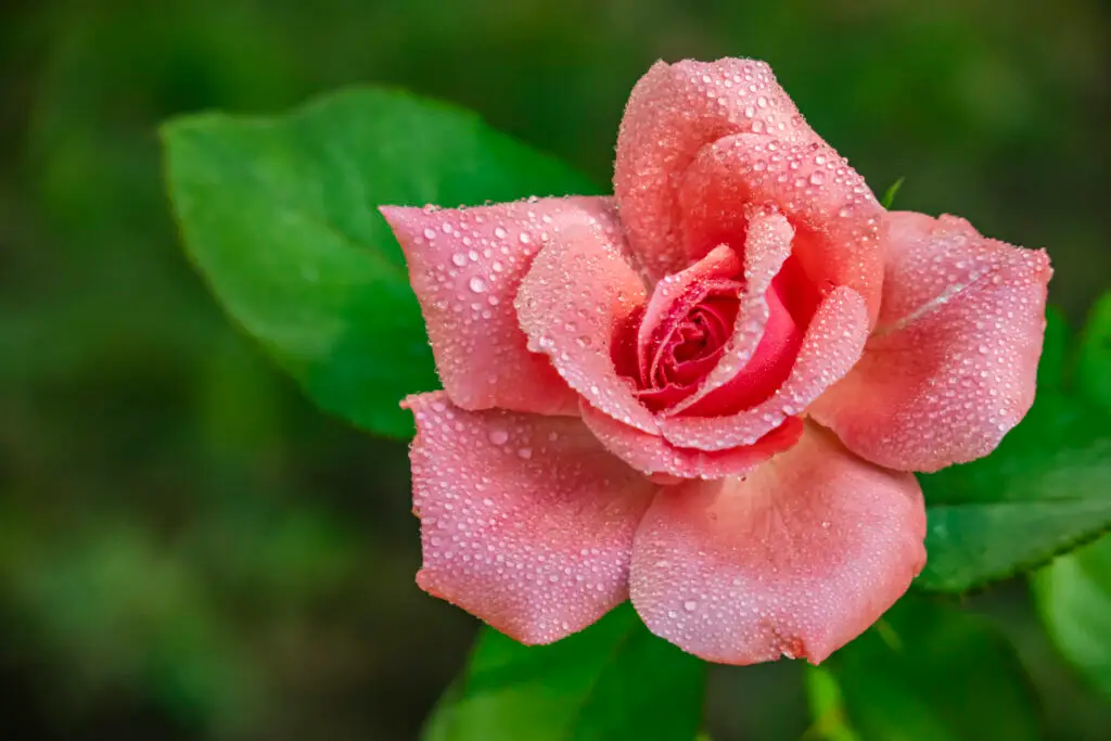 Wet Pink Rose