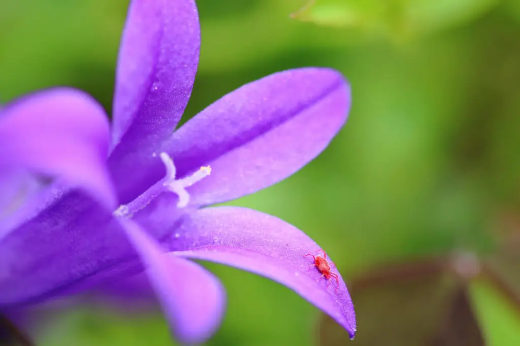 What are spider mites