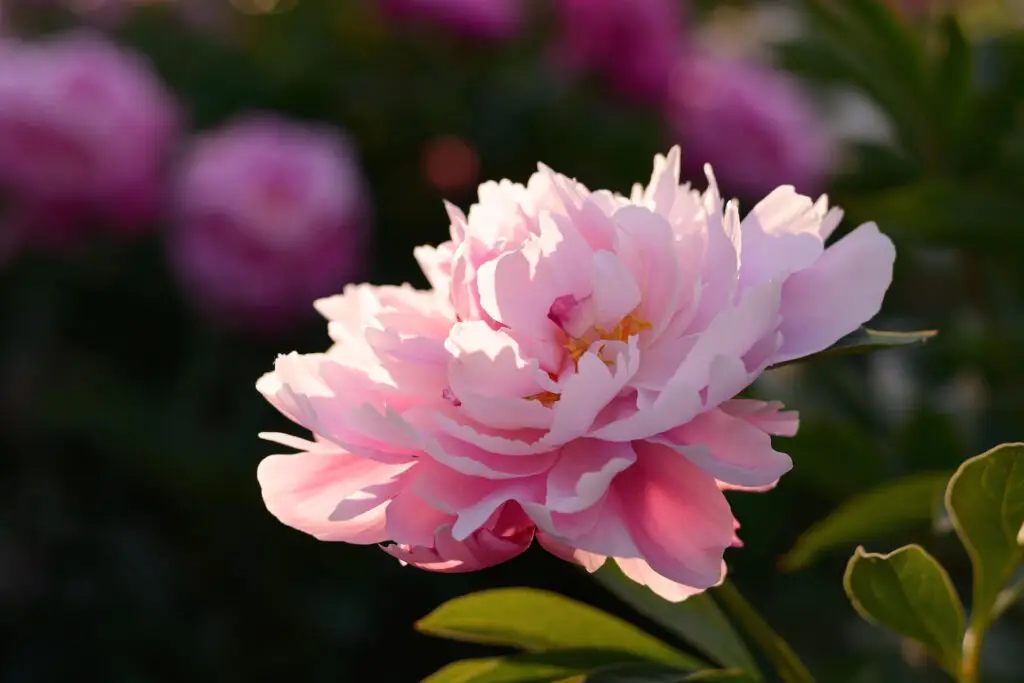 When To Transplant Peonies