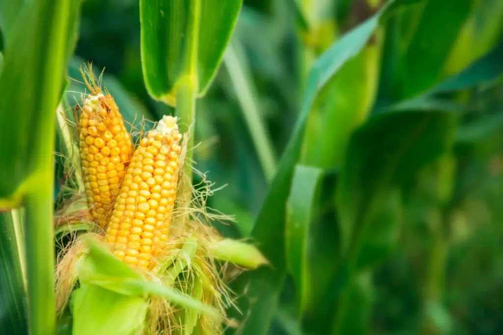 When to Pick Corn