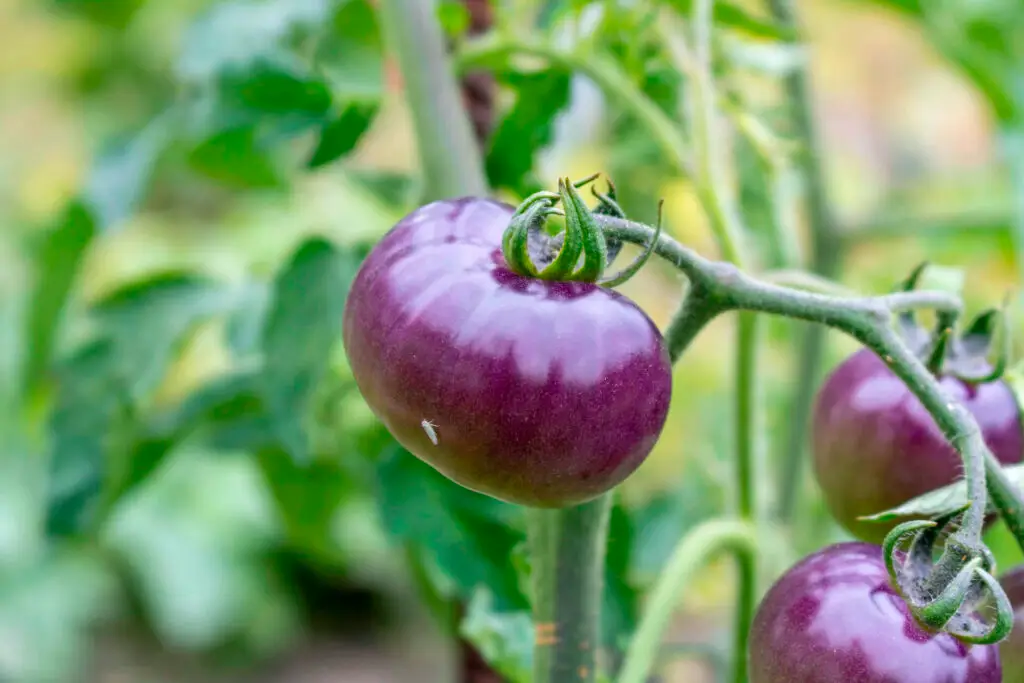 When to Plant Vegetables