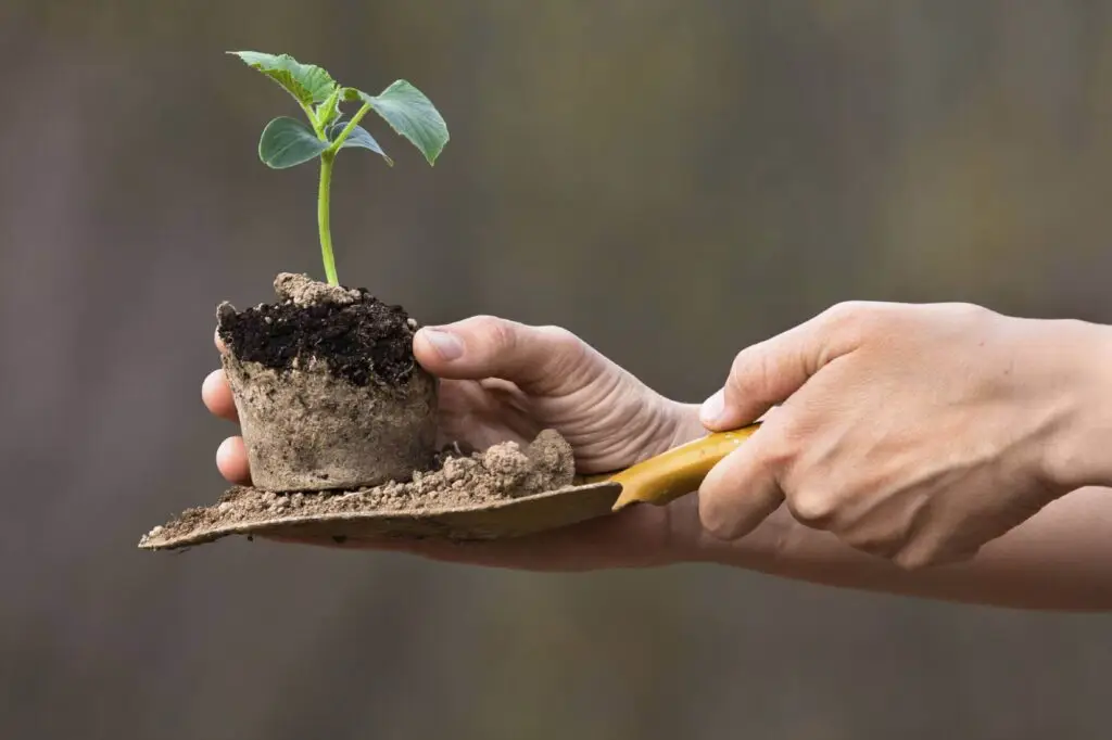 Why Is Organic Gardening Important