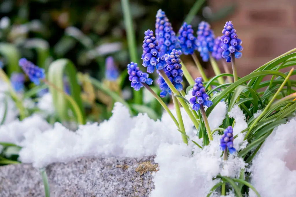 Winter Flower Gardening