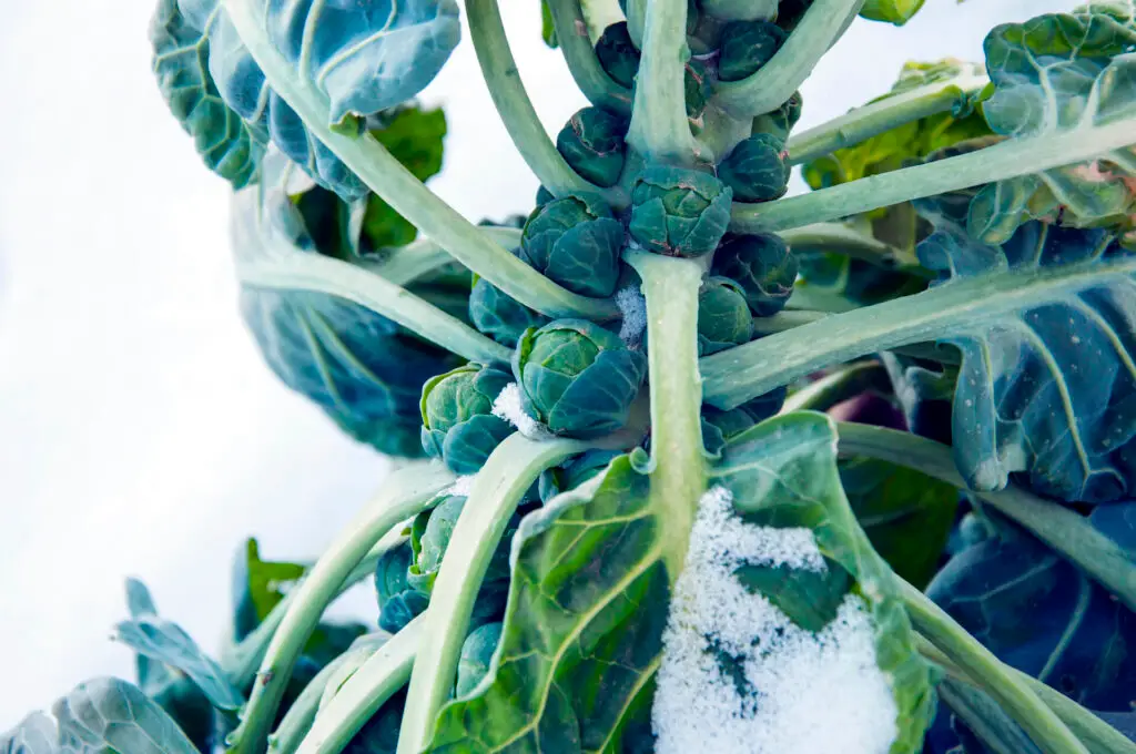 Winter Garden Vegetables