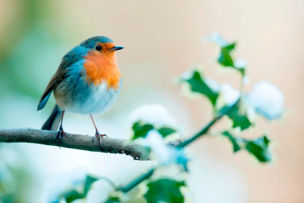 Winter Gardening