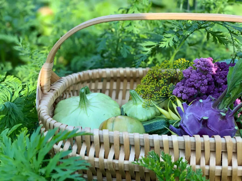 Winter Gardening Zone 10