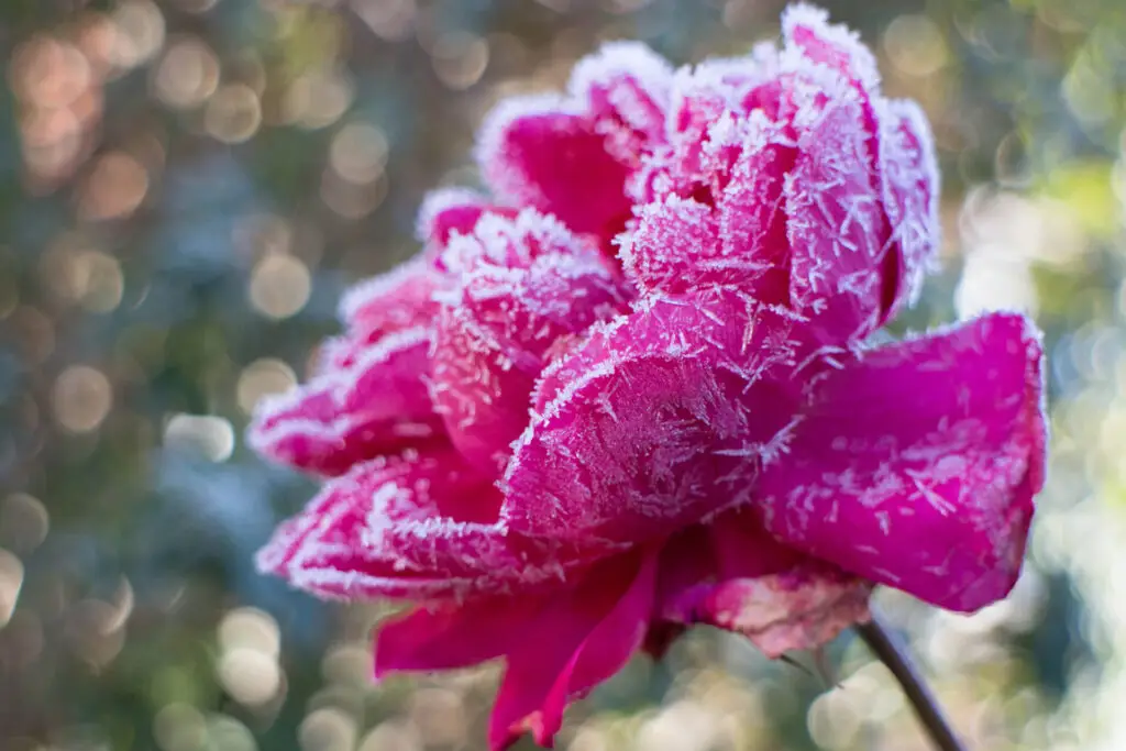 Winter Gardening Zone 3 1